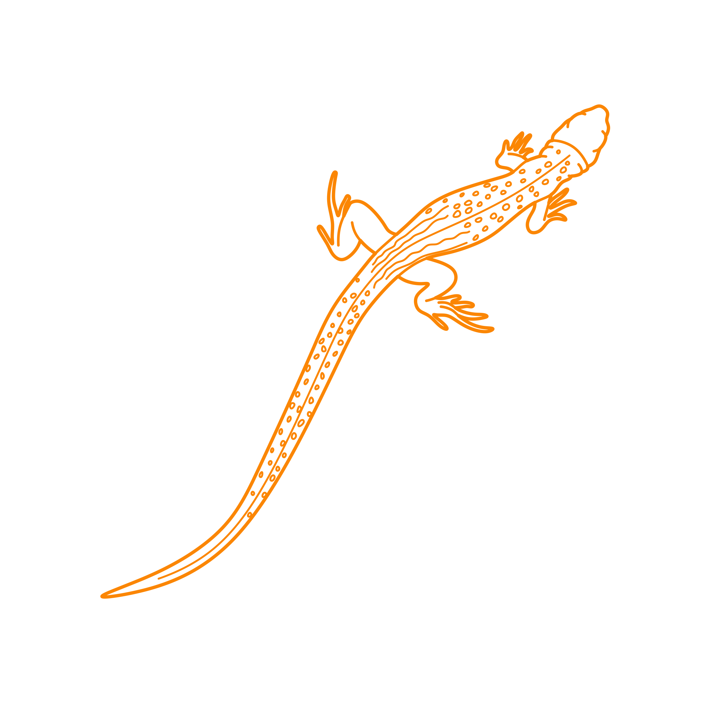 Animals Lizards Desert Iguana Outline Svg File Free Vectors